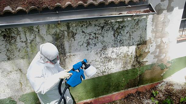Top rated local Basement Mold Removal specialists in Orrstown, PA